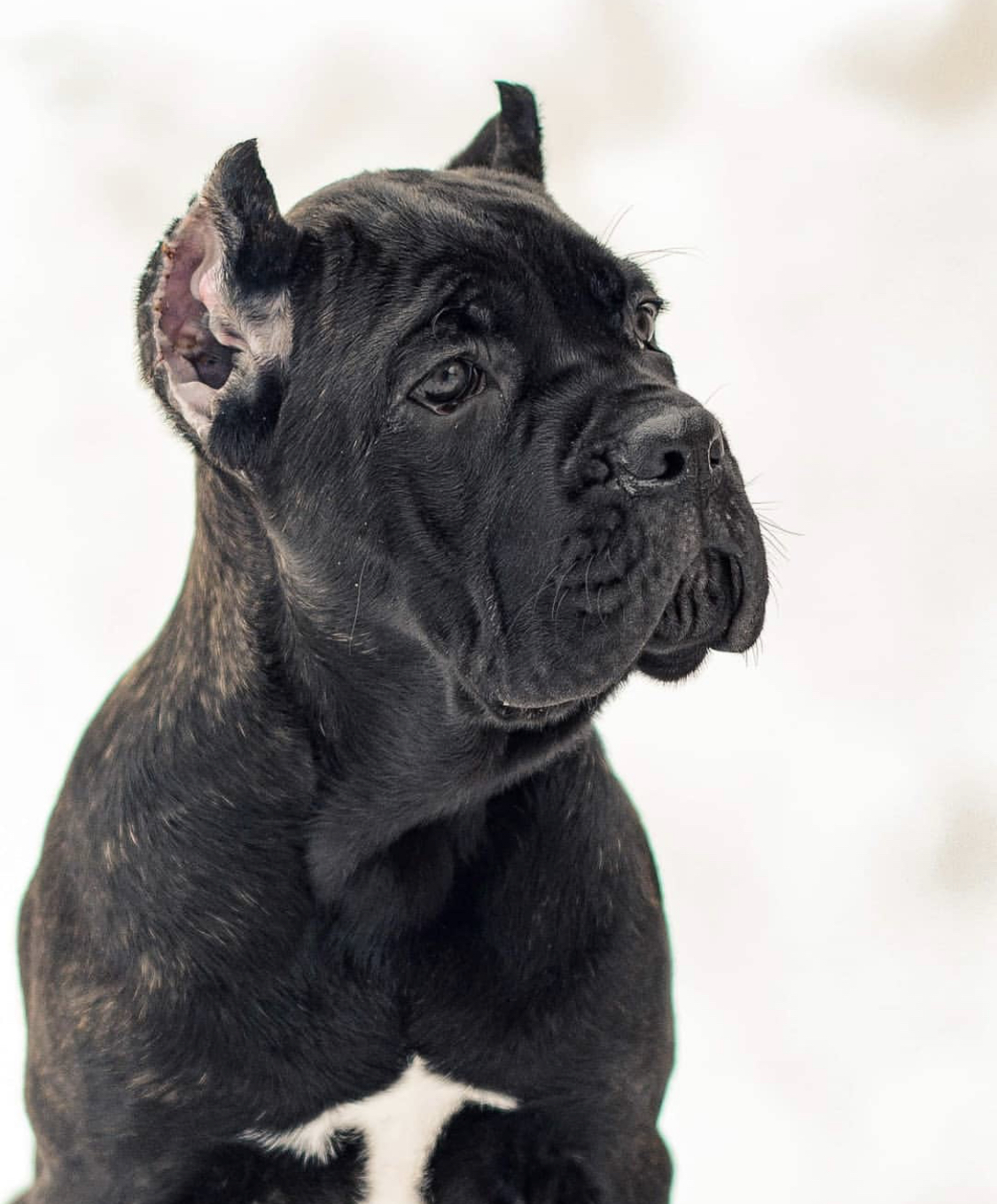 Image of Cane Corso posted on 2022-08-22 04:07:05 from Mumbai